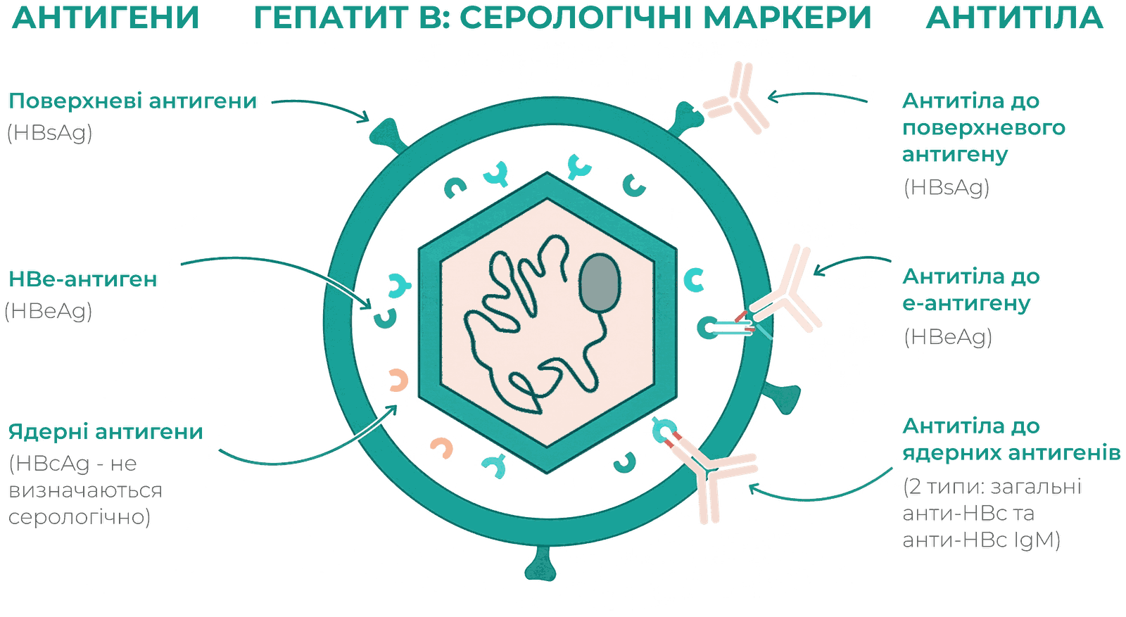 Гепатит B: серологічні маркери — антигени вірусу HBV та відповідні їм антитіла